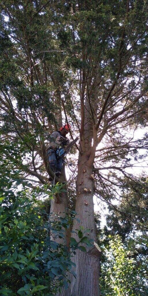 Tree removal tree surgeon stump grinder mini digger landscaping 