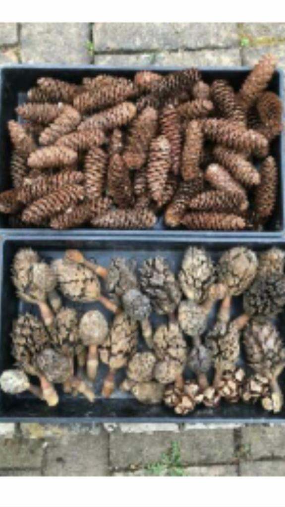 Lots of magnolia pods and cones. Collect Chichester 