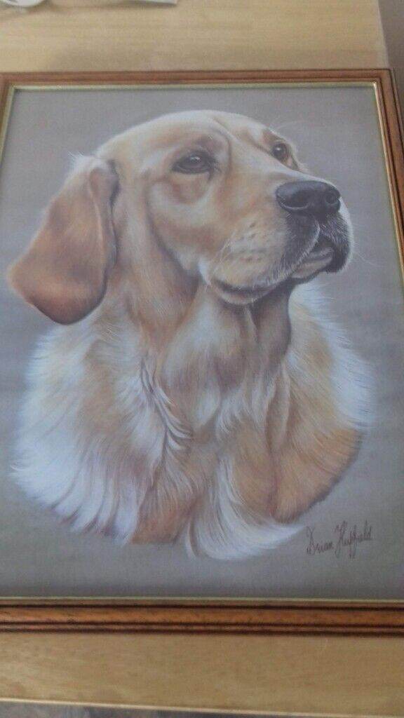 GOLDEN RETRIEVER FRAMED PICTURE