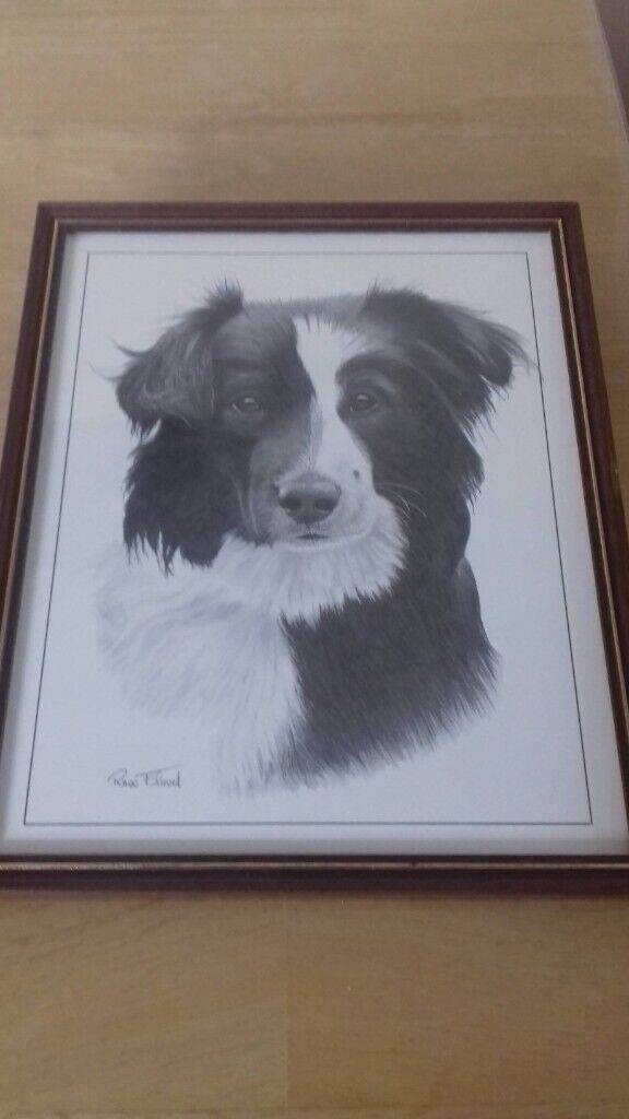 BORDER COLLIE