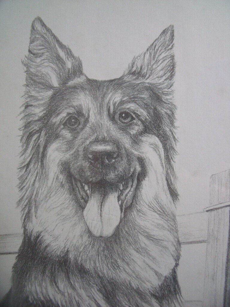 NEVER DISPLAYED! C Varley signed framed black & white pencil print Alsatian, German Shepherd