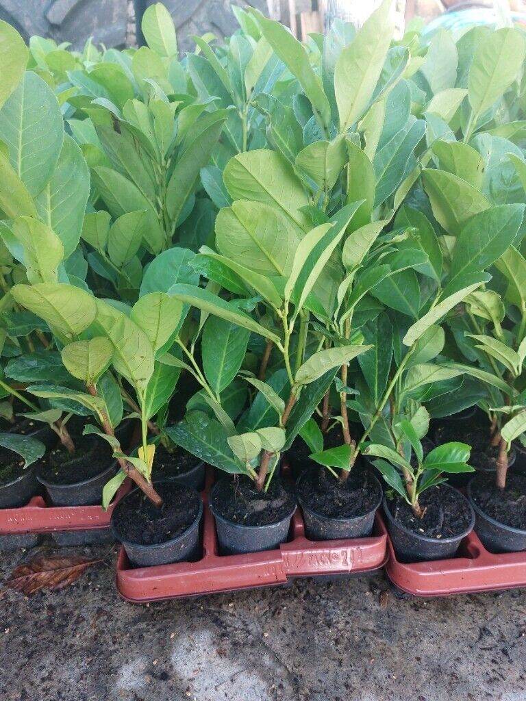 Laurel Hedging