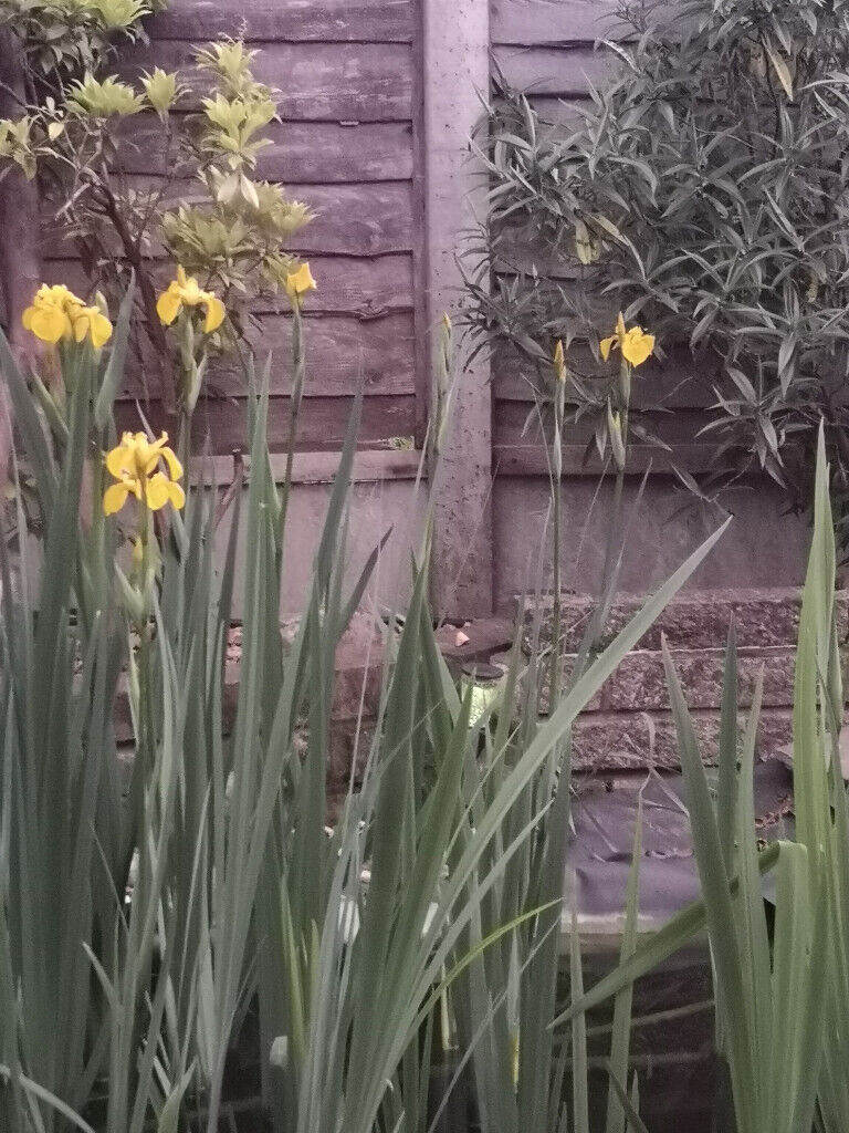 pond iris for sale , can be used in pond or any wet soils,