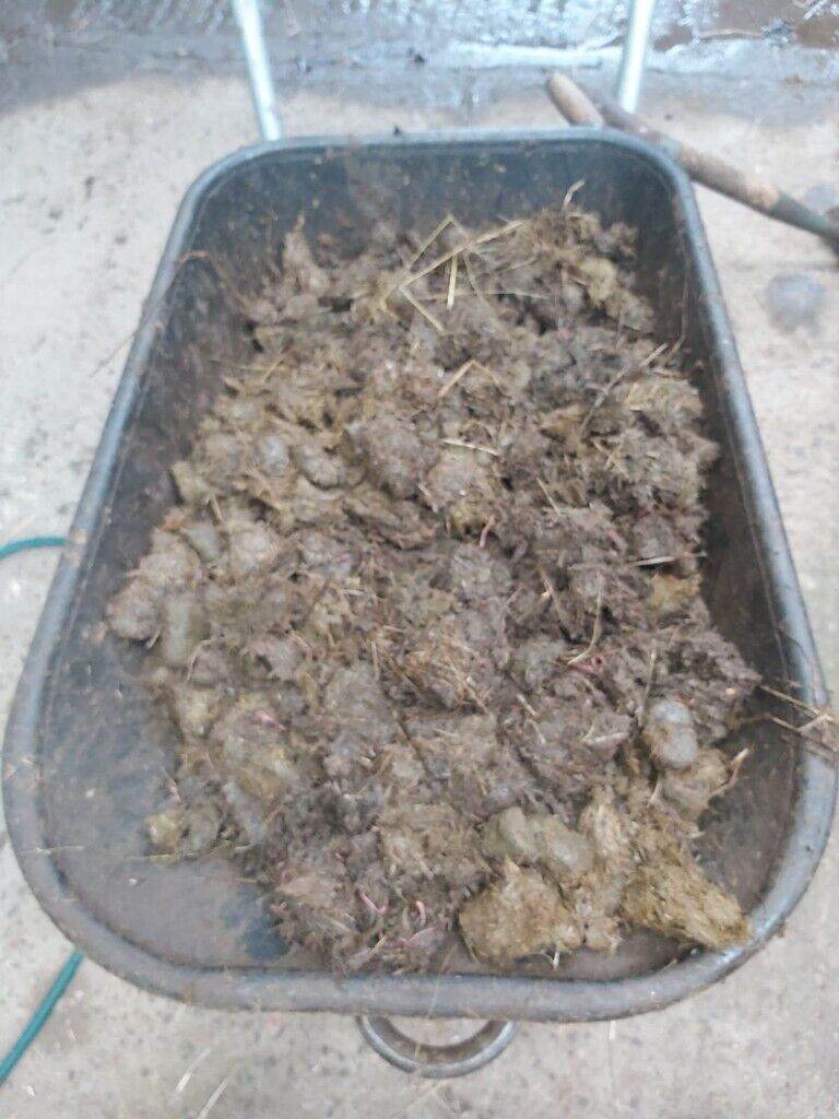 Horse Manure