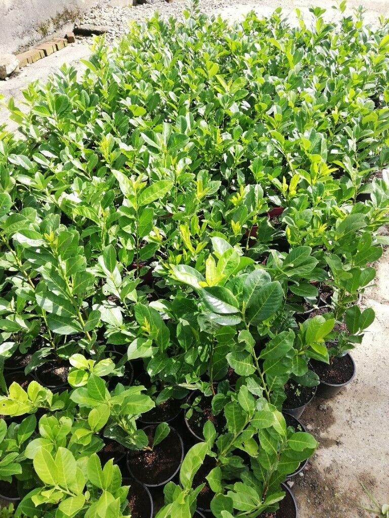 Laurel Hedging