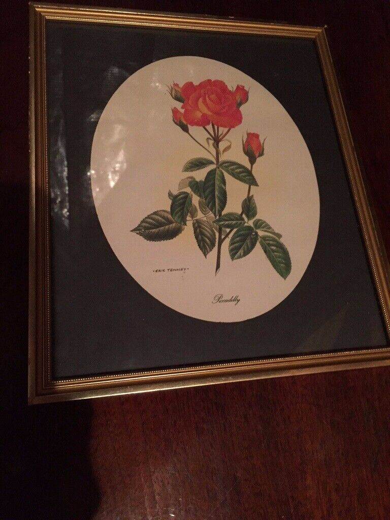 Framed print of rose