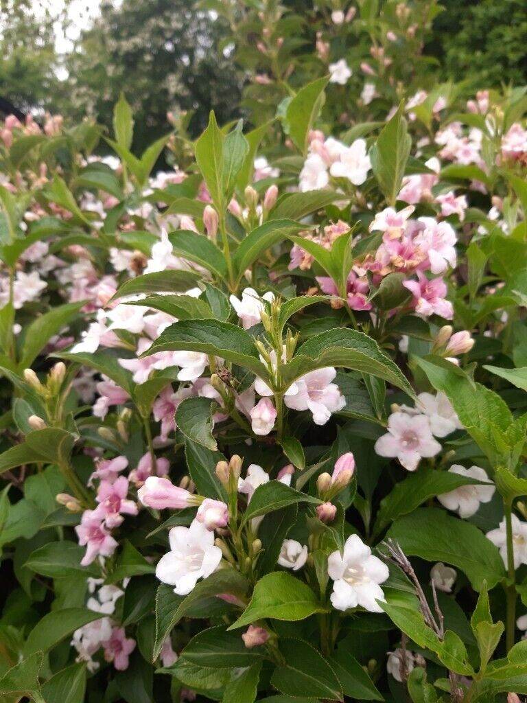Hardy blooming shrubs