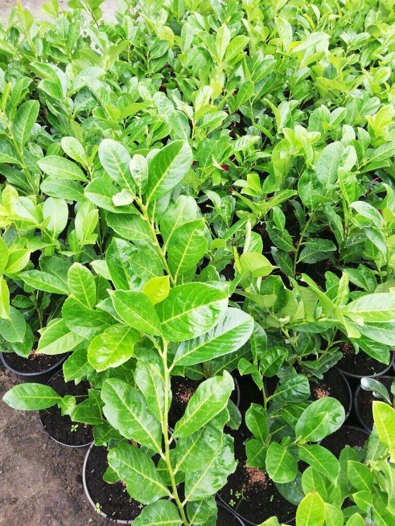 Laurel Hedging