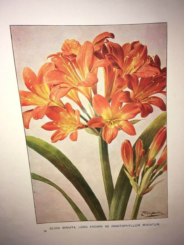 Cassell's  Popular Gardening Volume 3