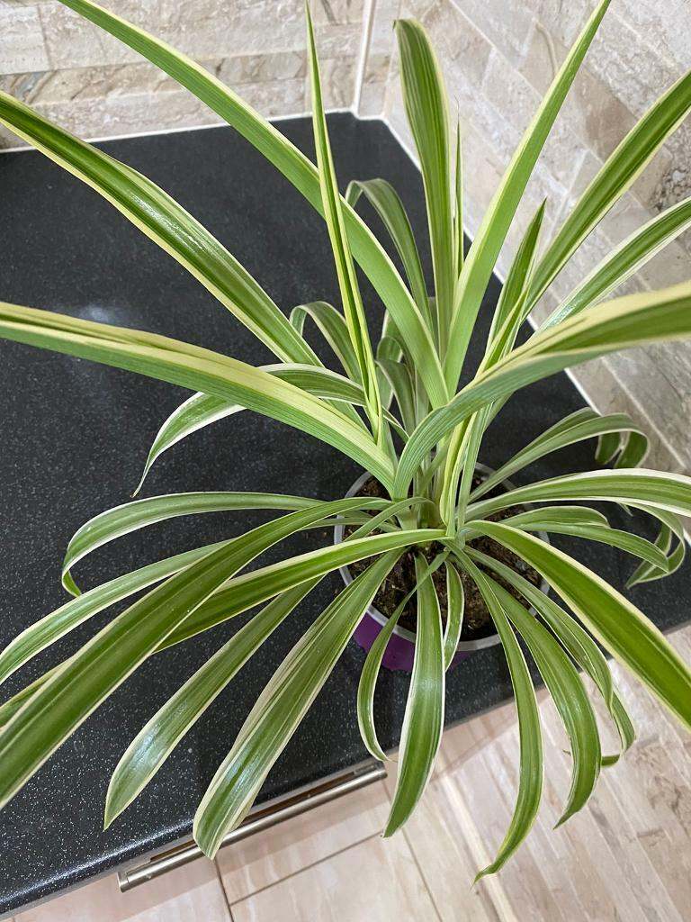 Beautiful indoor plant 