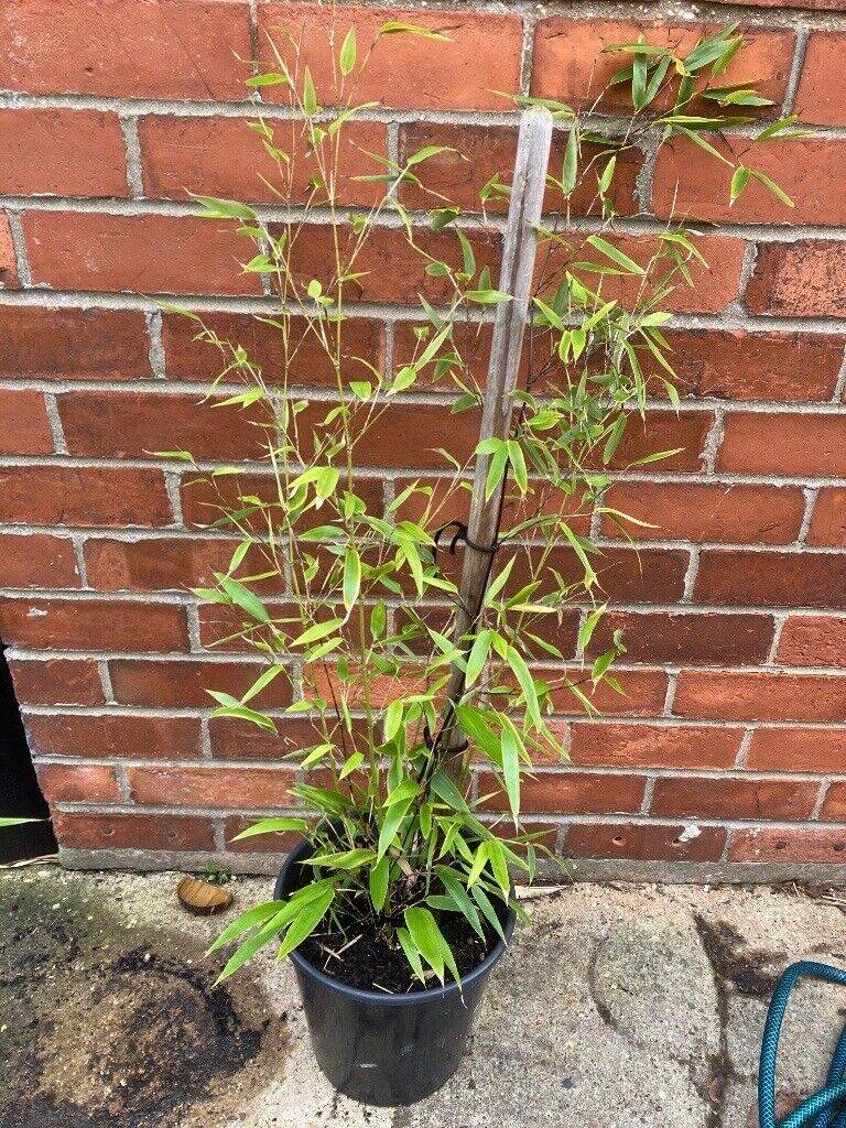 Black Bamboo Plant Very Healthy Collection Only. 