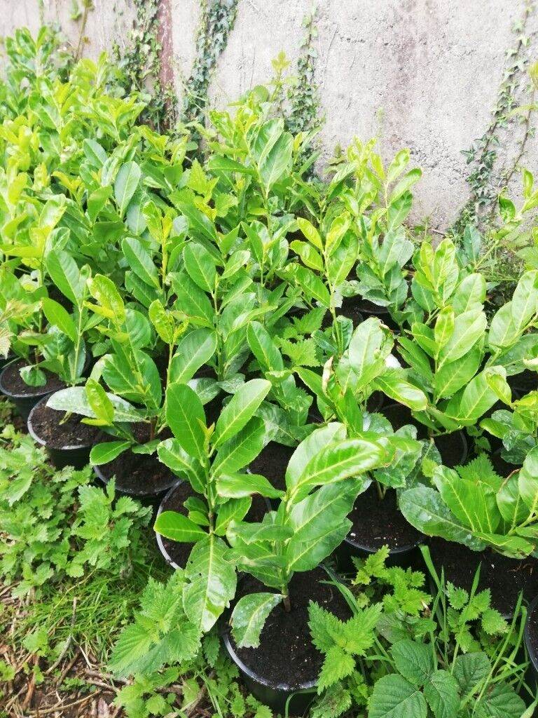 Laurel Hedging