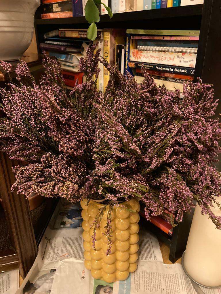 Lovely Indoor Plants