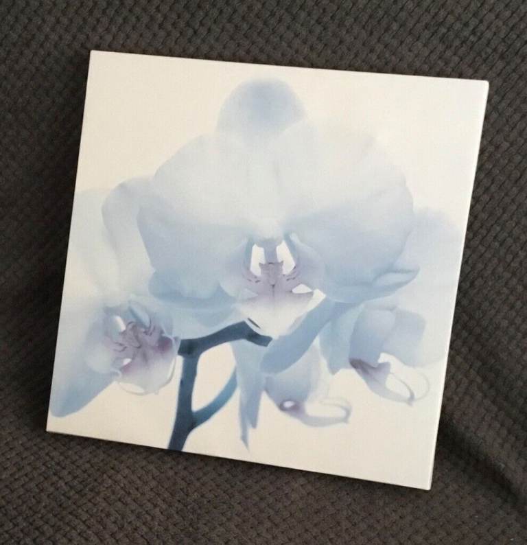 Picture of a blue iris with white background on wooden frame