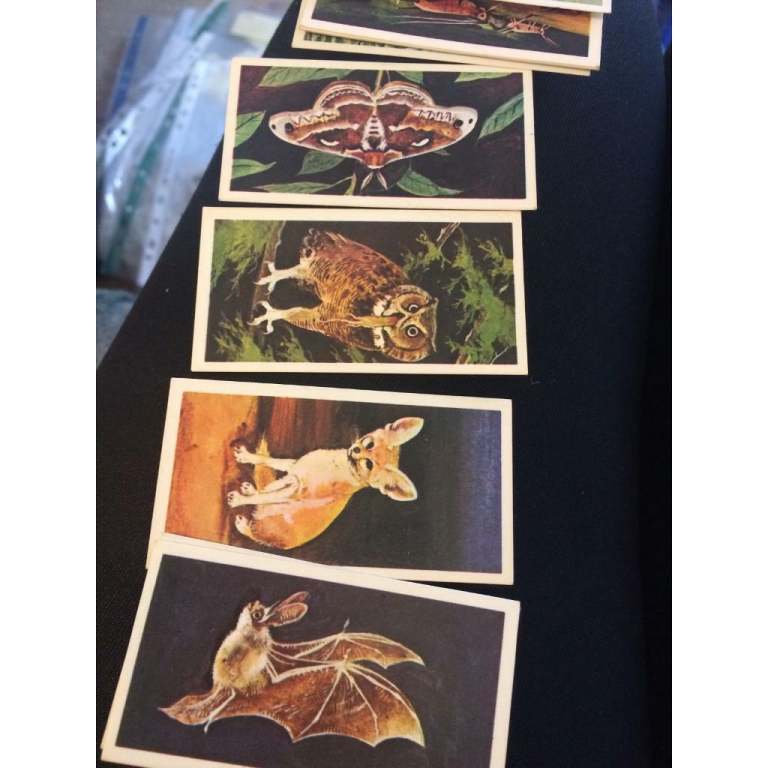 Brooke Bond vintage collectible Wonder of Wildlife cards