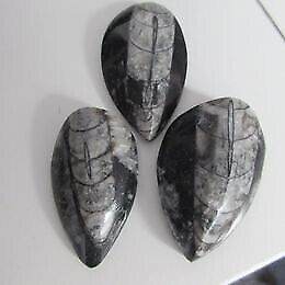 Job Lot Of 3 Orthoceras Fossil Stones BRAND NEW