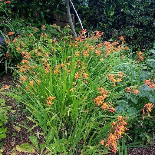 Crocosmia Plants