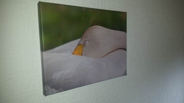 image for Unique Photographic Artwork – kookaburra, swan, rose, wave