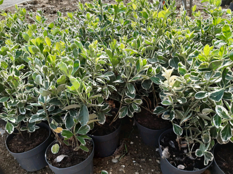 Evergreren variegated plants Chelmsford