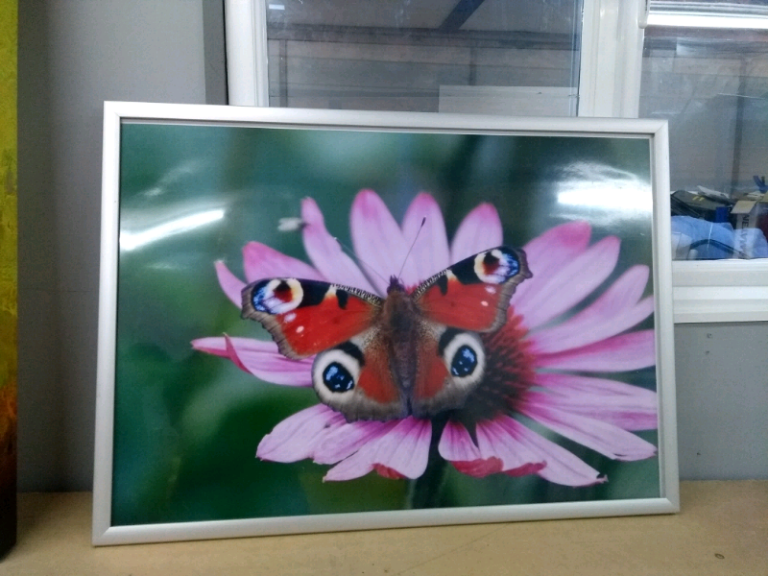 image for Butterfly picture