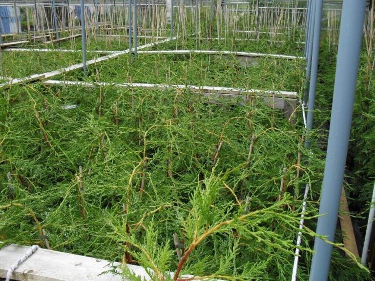 Leylandii 4ft hedging plants Green 3/5 LT Pot Good Quality.Ready now to plant