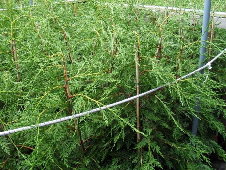 Leylandii 6 ft hedging plants Green 10 LT Pot Good Quality.Ready now to plant