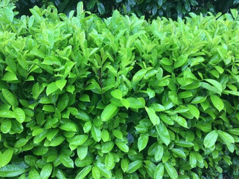 Laurel Hedging 