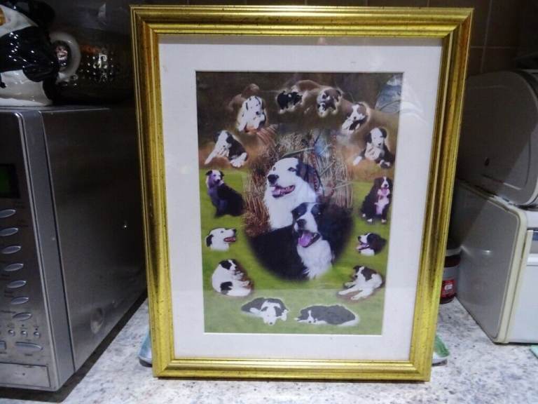 PICTURE =  Border Collies