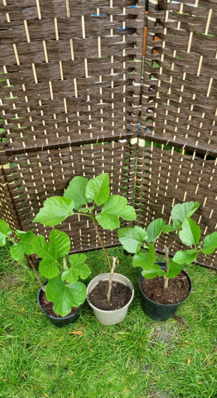 Fig tree 