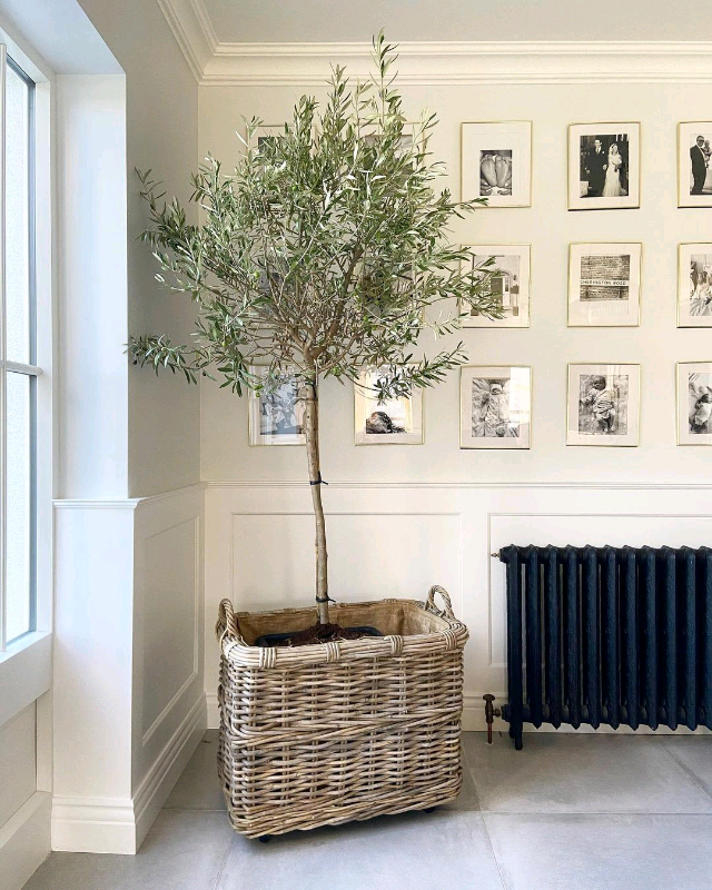6/7ft Tall Olive Trees Delivered 🌿 Free care advice 