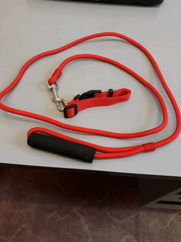 Dog collar and lead 