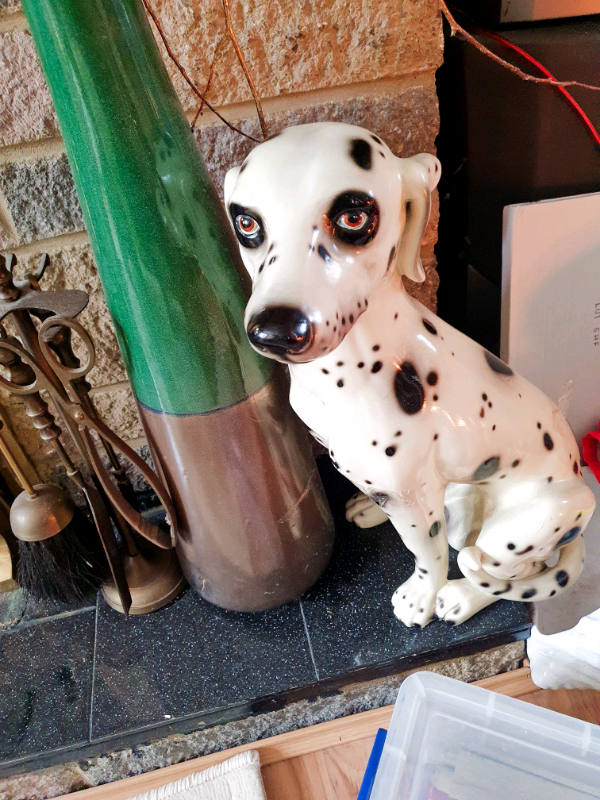 Dalmation