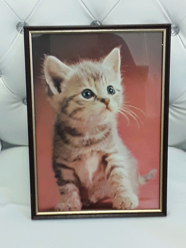 CAT/KITTEN FRAMED PICTURE