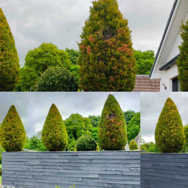 Gardening and maintenance Lanarkshire