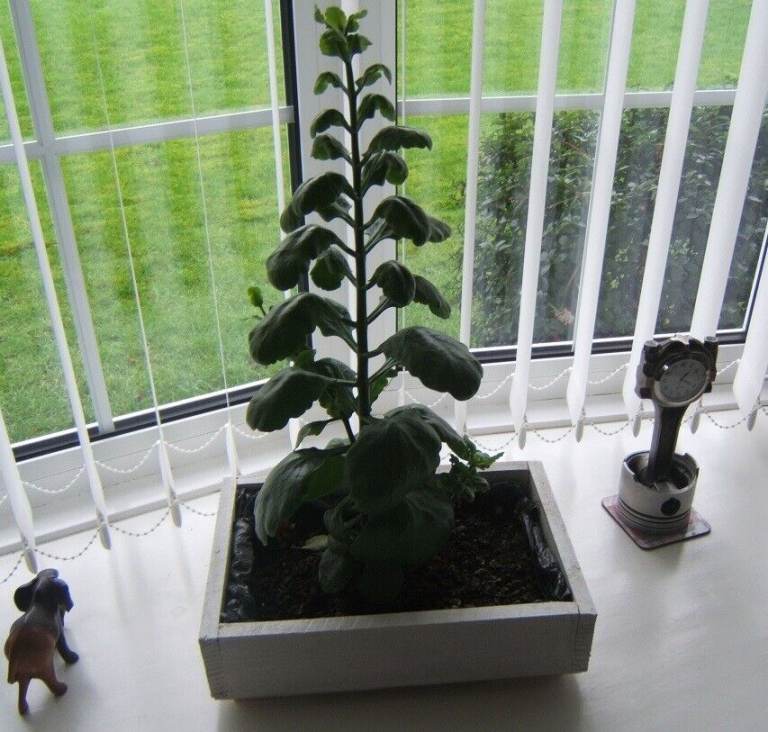 Indoor Mini Wooden Planter - 2 for £5