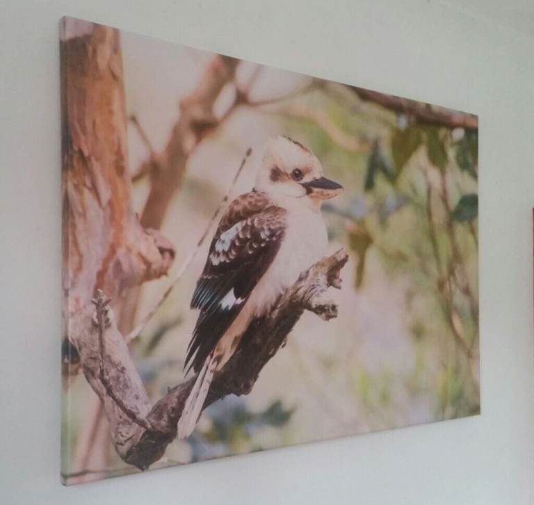 +++Unique Photographic Artwork – kookaburra, swan, rose, wave
