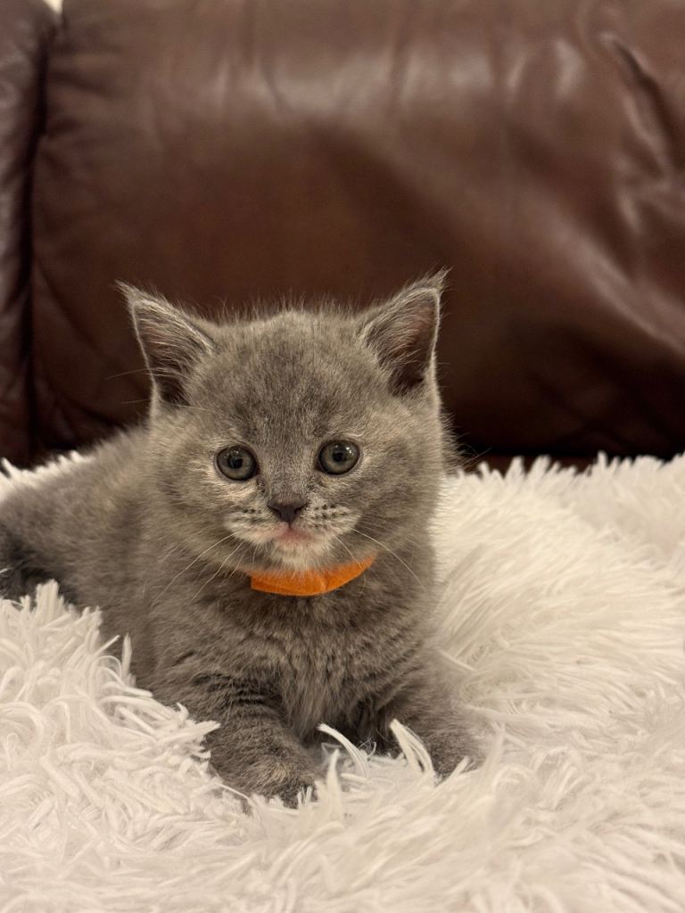 Beautiful British Short Hair 