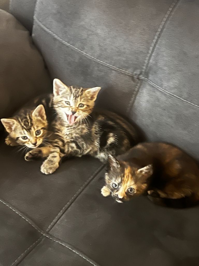 Kittens for sale
