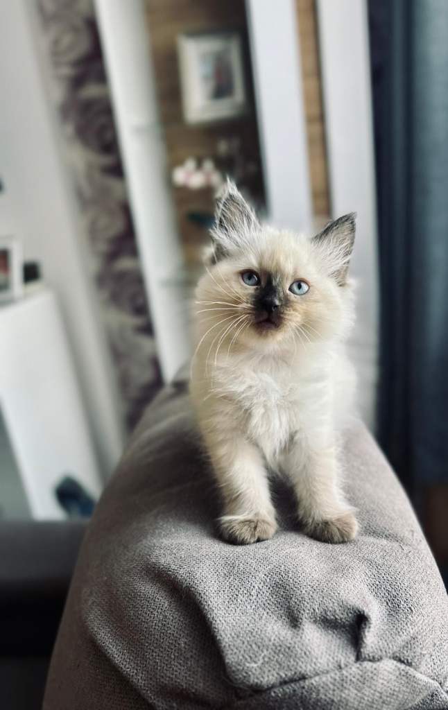Beautiful Purebred Ragdoll Kittens 