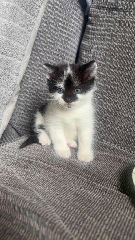 2 kittens ready for new homes ,litter trained 