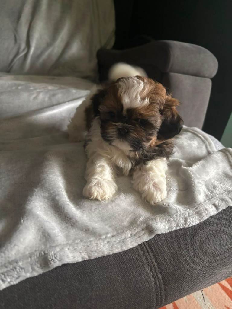 Shih Tzu for sale.
