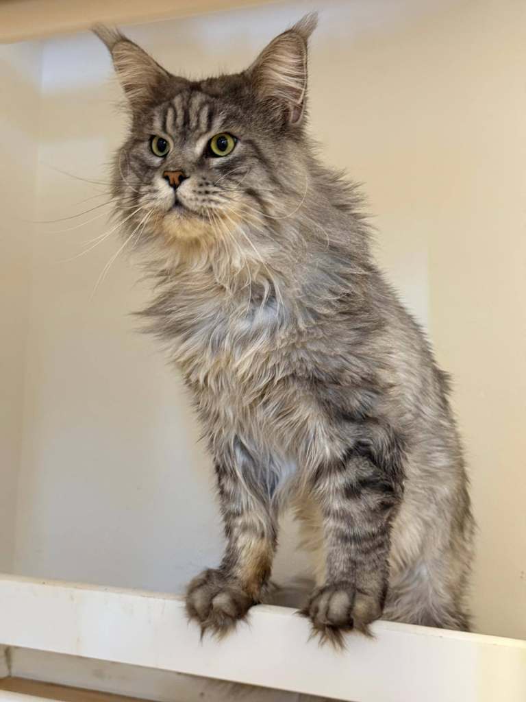 Maine coon Active, TICA registered 