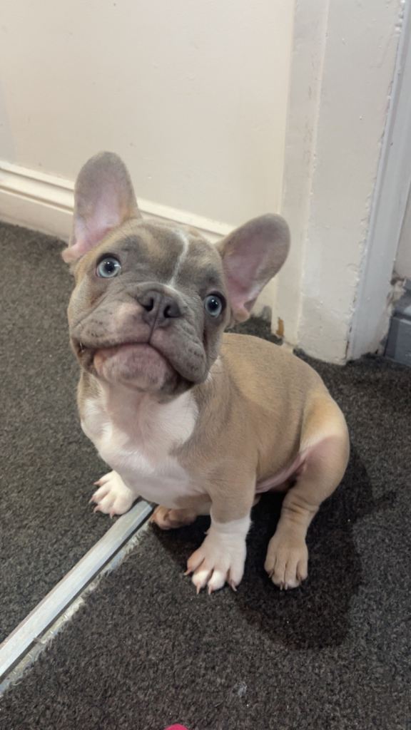 Handsome 11 Week Old French Bulldog Boy – Stunning Blue Eyes