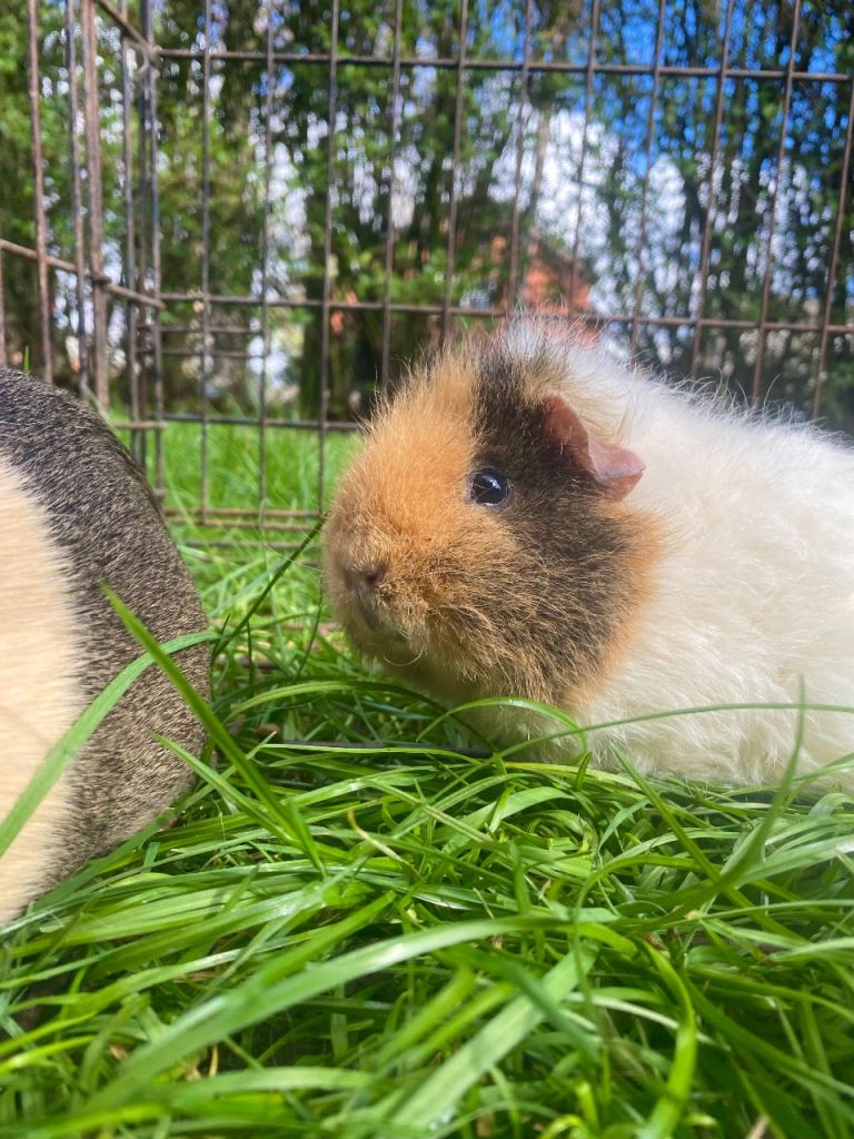 2 female guinea pigs 