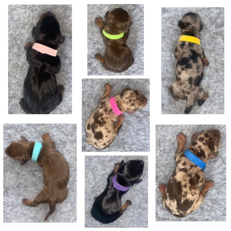 Miniature Dachshund Puppies