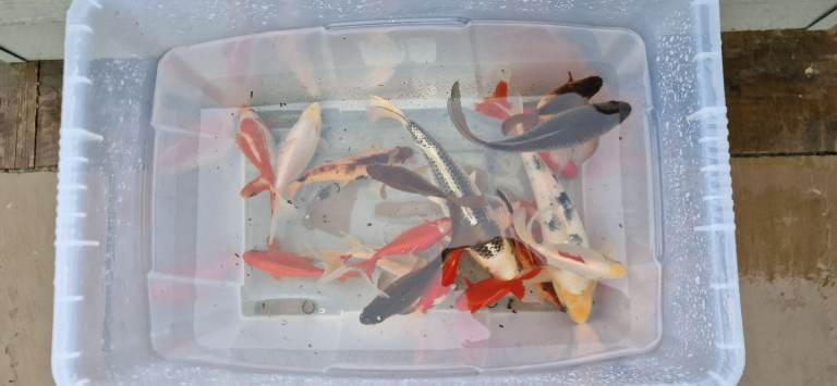 Variety of Koi/Golden Tench/Goldfish. Great Pond Starter. 