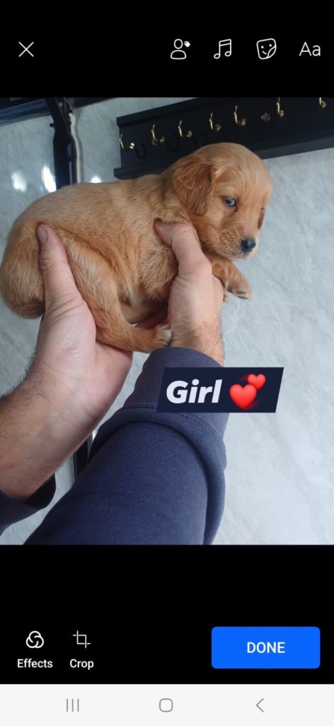 golden retriever READY TO LEAVE NOW