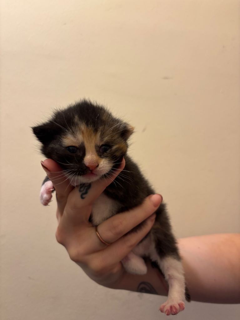 Black/tortoiseshell kitten 