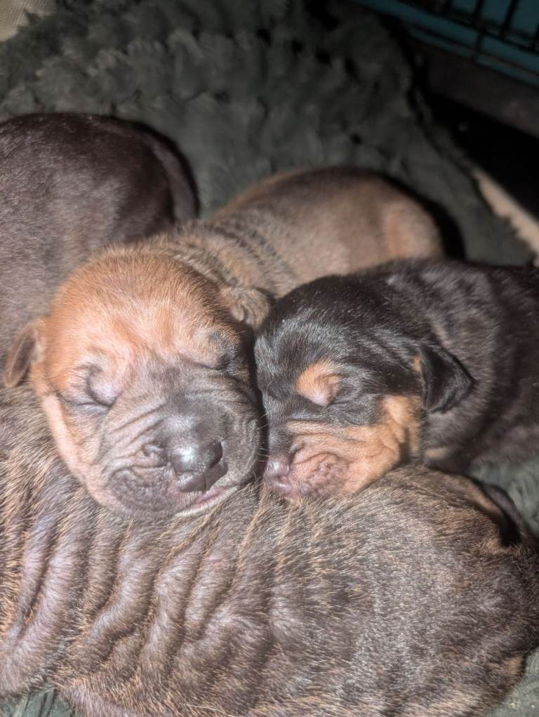 Shar pei cross cane Corso puppies