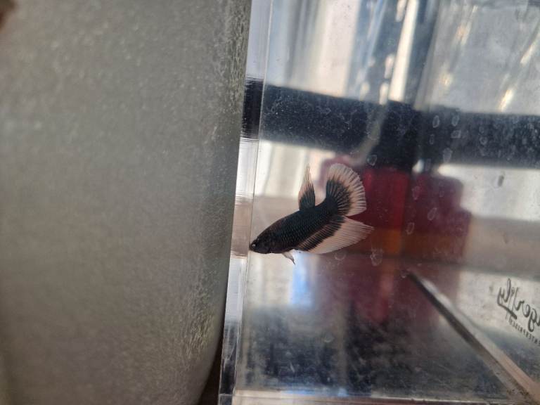 Red Tail Rainbow Fish, Siamese fighting fish (Betta) £5 Each - Full Setup Available